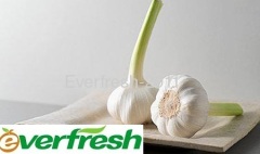 2011 Pure White Garlic
