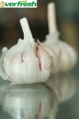 2011 Fresh Garlic