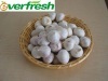 Fresh Normal White Garlic-2011