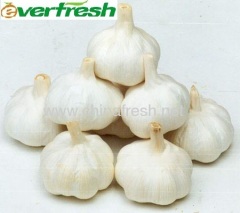 Snow White Garlic