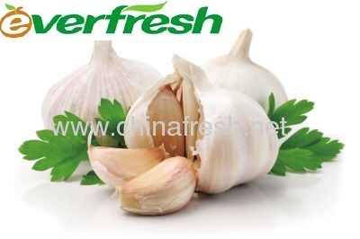 Chinese White Garlic