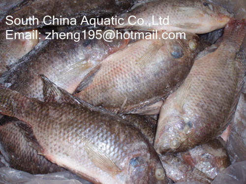 South China Seafood Co.,Ltd
