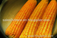 Frozen Corn from Vietnam