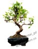 ficus/bonsai/pot plant/ indoor plant