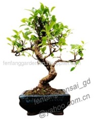 ficus