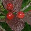 Bearberry Leaf Extract