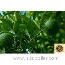 Citrus Aurantium extract