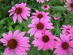 Echinacea Extract