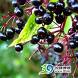 Elderberry Extract