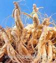 Ginseng Panax extract