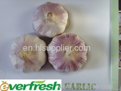 2011-Natural-Health-Fresh Normal white Garlic