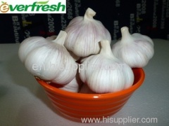 2011-Green Red Garlic
