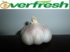 2011-Natural-Health-Fresh Normal White Garlic