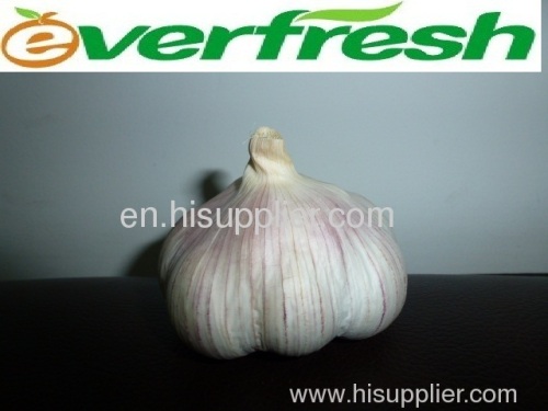 2011-Natural-Health-Fresh Normal White Garlic