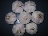 Chinese Normal White Garlic