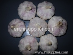 Chinese Normal White Garlic