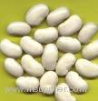 White Kidney Bean Extract