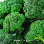 Broccoli Extract