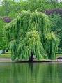 White Willow Extract