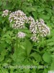 Valerian extract