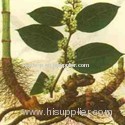 Resveratrol/ Polygonum cuspidatum