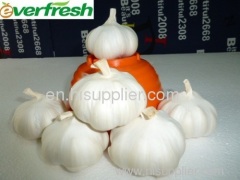 chinese crop garlic
