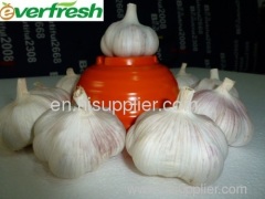 china garlic