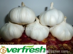 china garlic exporter