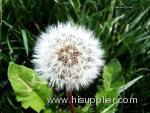 Dandelion extract