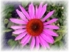 Echinacea Herb Extract