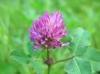 Red Clover Extract