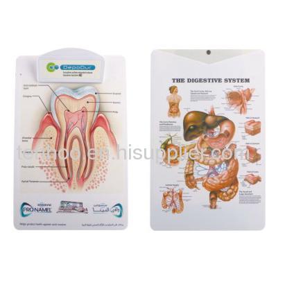 Medical Anatomical Chart Clipboard