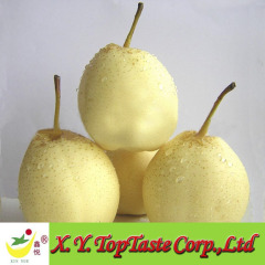 Chinese fresh ya pear,Nashi pear,asian pear of 2011