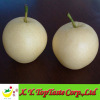 New crop crown pear,huangguan pear, nashi pear of china