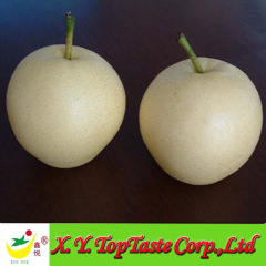 New crop crown pear,huangguan pear, nashi pear of china