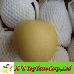 New crop crown pear,huangguan pear, nashi pear of china