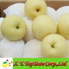 Chinese fresh golden pear,nashi pear, white pear of new crop