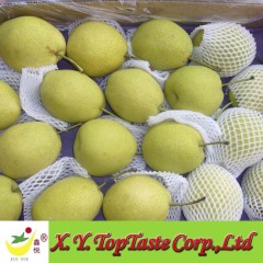 shandong pear