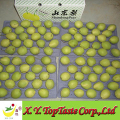 Shandong pear,green crip pear