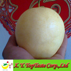 New crop crown pear,huangguan pear, nashi pear of china