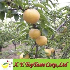 Housi pear,hosui pear, fresh water pear,nashi pear