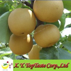 2011 fresh pear for export,fresh fruit and vegetable