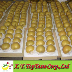 2011 fresh pear for export,fresh fruit and vegetable
