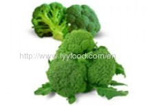 Frozen Broccoli;IQF Broccoli;IQF