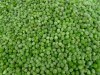 Frozen Green Peas;IQF Green Peas;IQF