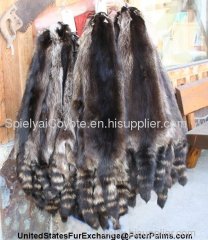 raccoon pelts