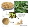 Soybean extract Soybean isoflavones 40% HPLC