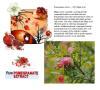 Pomegranate Powder Extract