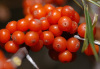 Sea Buckthorn P.E.