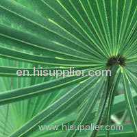 Saw Palmetto Fruit Extract Powder